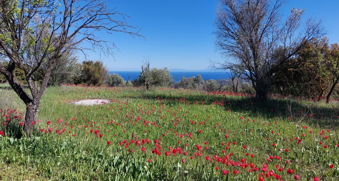 Le brillanti <i>Ophrys fusca orientali</i>   Dalla Grecia con passione